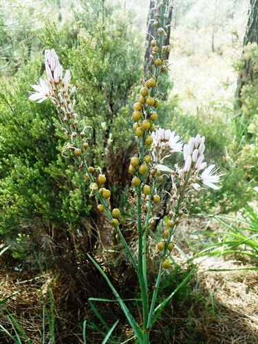 beleza.JPG beleza.JPG