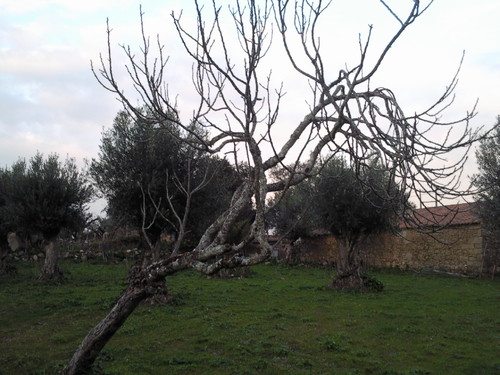 Figueira Foto original DAPL 2015.jpg