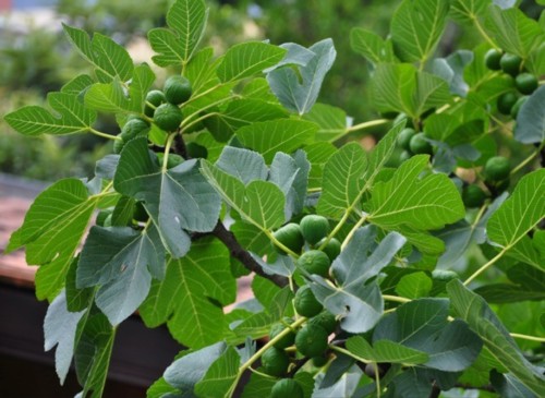 figuier-figues-feuilles.jpg