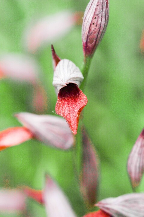 serapias strictiflora 2.jpg