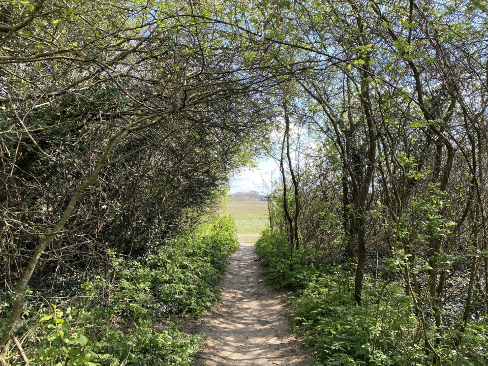 bluebells-walk15.jpeg bluebells-walk15.jpeg