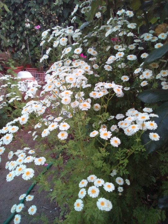 Foto original DAPL. 2016. Altemira no quintal. jpg