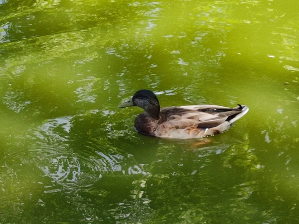 117128454_1776006639205756_7702280617569041098_o.j