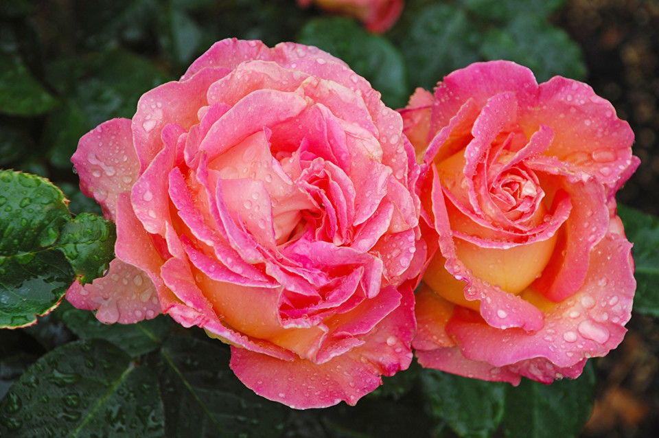 Roses_Closeup_Pink_color_Two_517135_1280x851.jpg