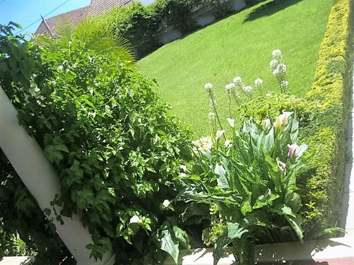 IMG_6647.JPG IMG_6647.JPG