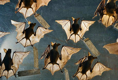 morcegos.jpg