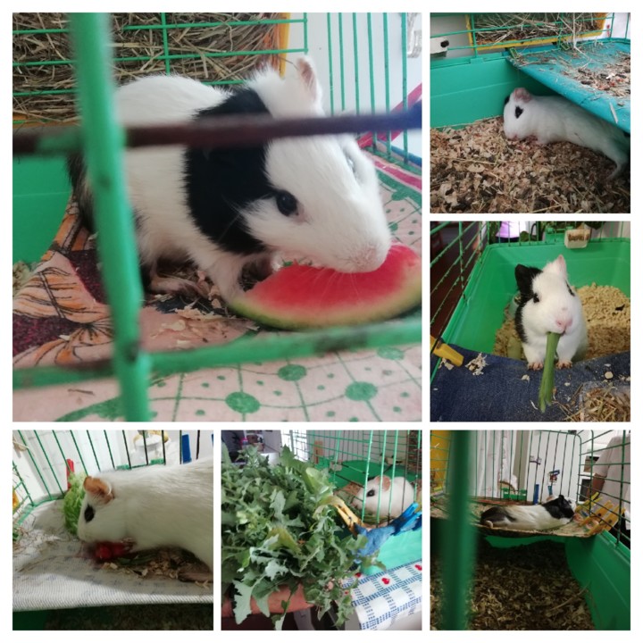 IMG_20190721_200022-COLLAGE.jpg IMG_20190721_200022-COLLAGE.jpg