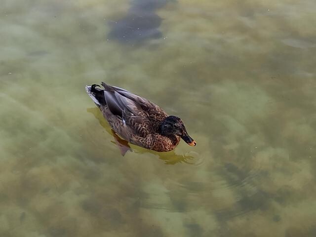 336871578_233920545682768_7412448884703713790_n.jp