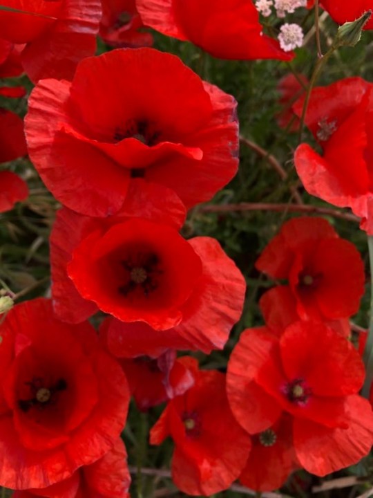 104586584_291029675618021_6524504650631982329_n.jp 104586584_291029675618021_6524504650631982329_n.jp