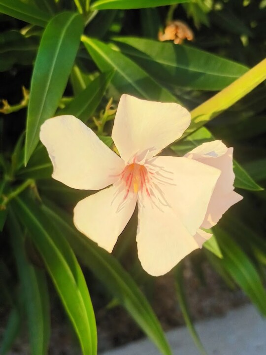 Não me canso disto flores.jpg