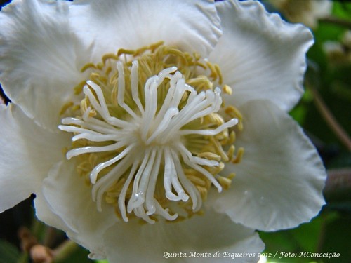 Quinta Monte de Esqueiros 2012 - 028.jpg