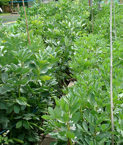 fava006.jpg fava006.jpg