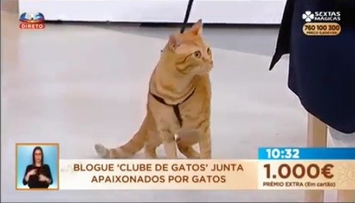 arnesgato.jpg arnesgato.jpg