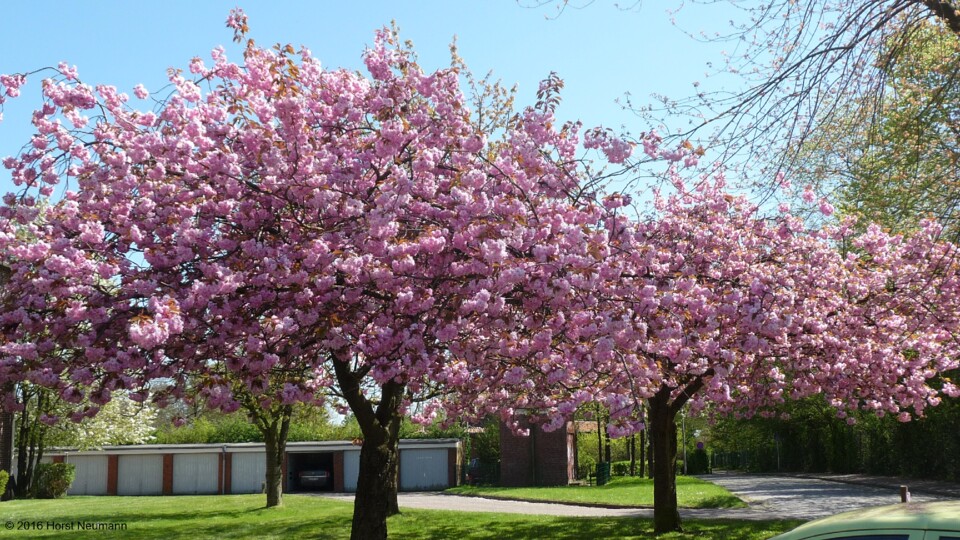 Stade Primavera 3.JPG