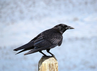 crow-1502912_640.jpg