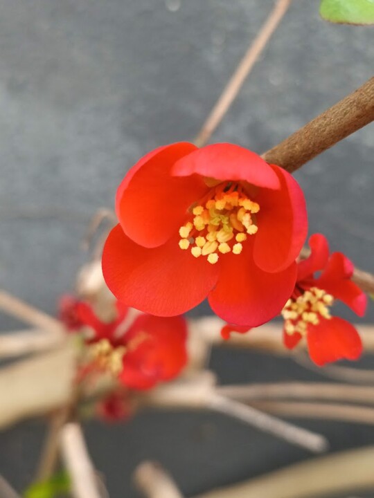 Não me canso disto flor.jpg