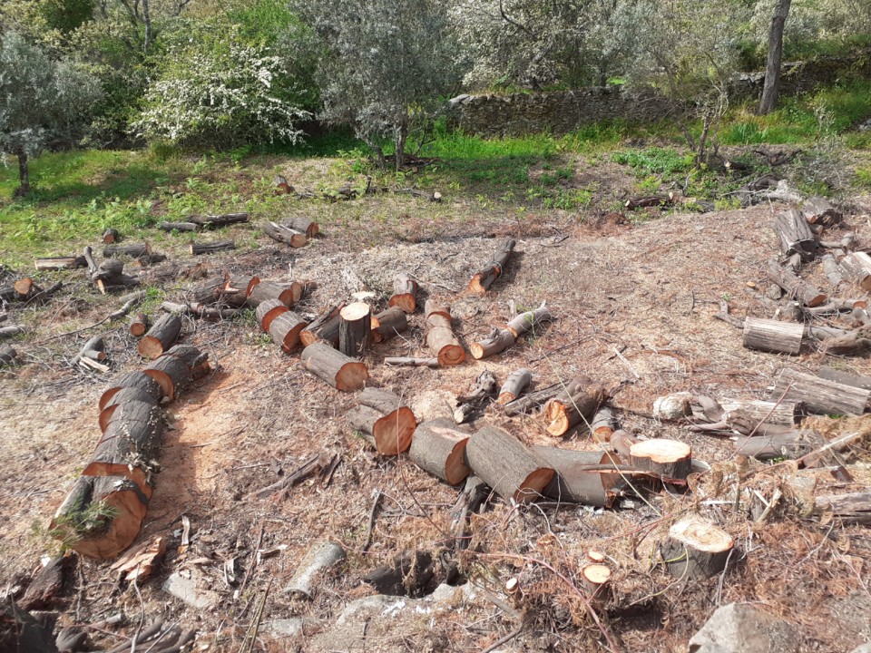 Acácias cortadas. Foto original. 2021. 04. jpg