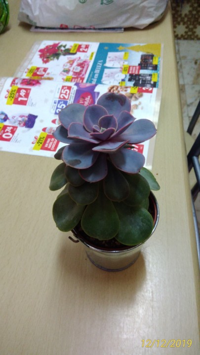 Echeveria1.jpg