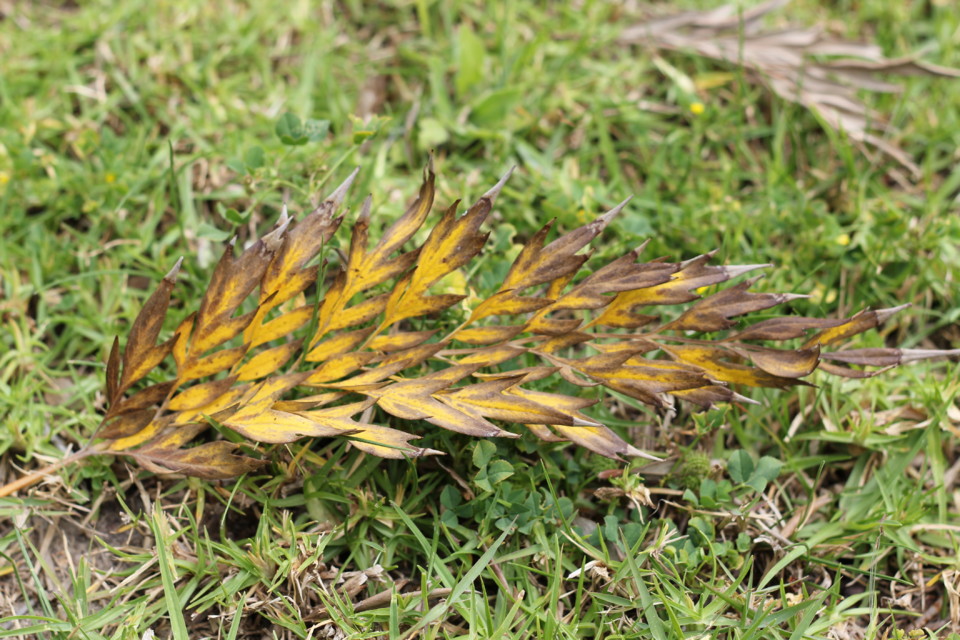 IMG_0488.JPG IMG_0488.JPG