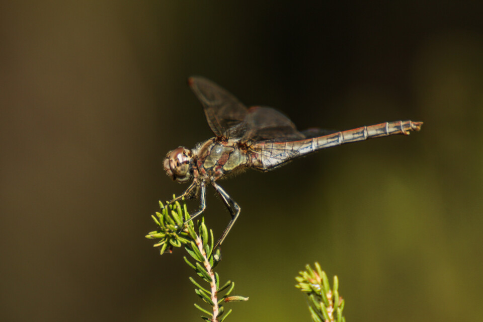 libelula-comum 2 a.jpg