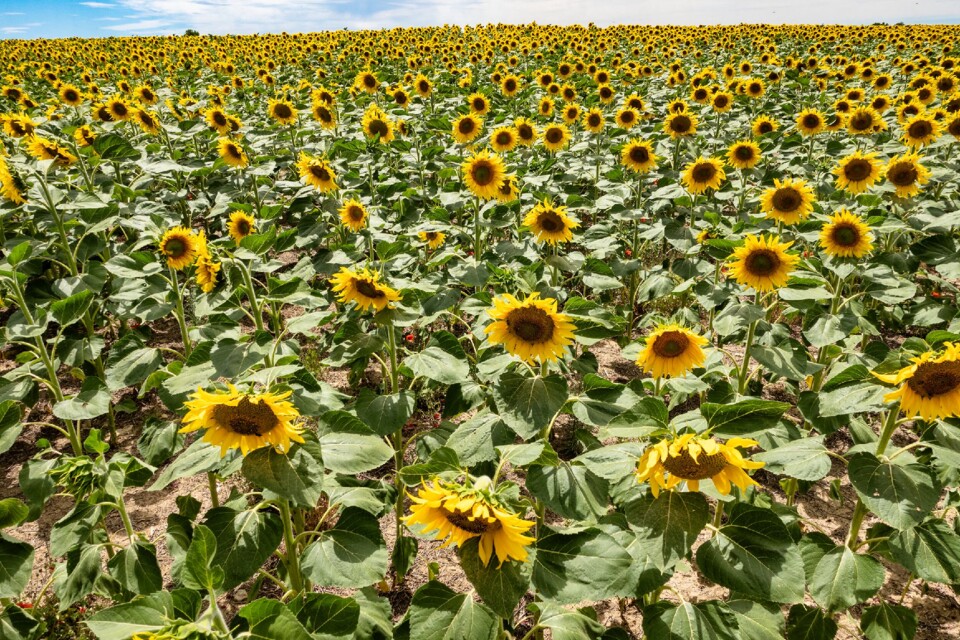 campo de girassois  Valadolid segógia 02 2024.jpg