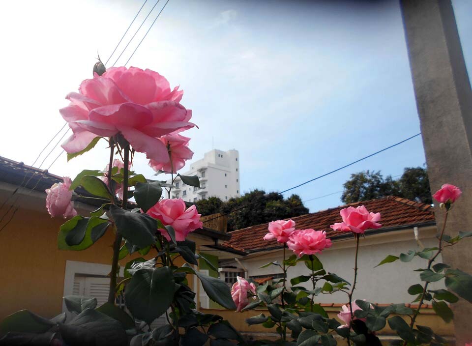 rosas helena.jpg