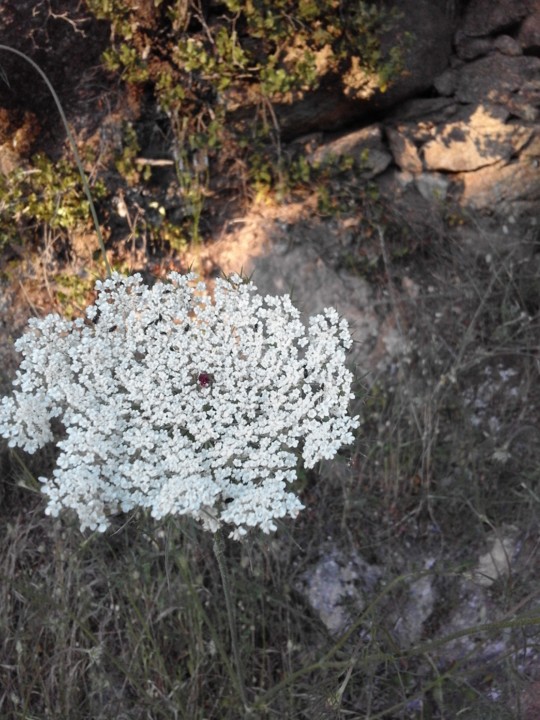 Cicuta? Foto original. 2019. 05. jpg