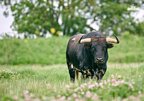 CANAS VIGOUROUX 25.jpg