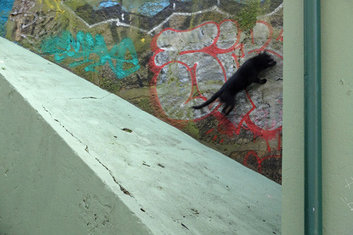 Blogue_CãesGatos1_2014.jpg Blogue_CãesGatos1_2014.jpg