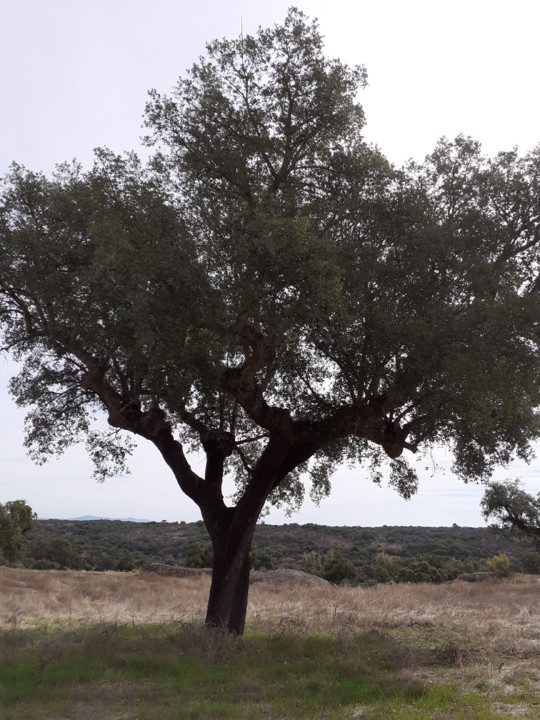 Sobreiro. Foto Original. 2021.10.09.jpg