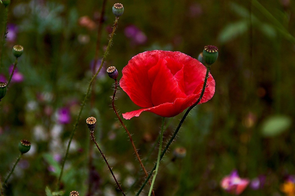 papoila.jpg papoila.jpg