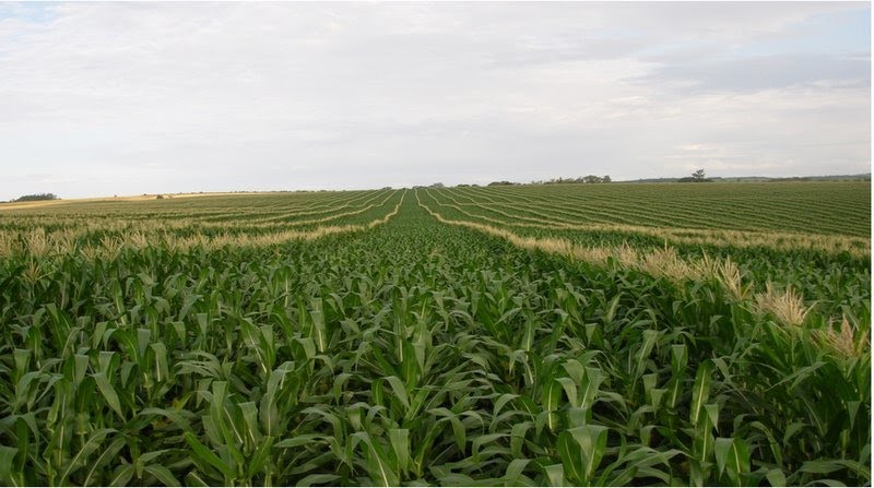 milho - campo de produção da sementes.jpg