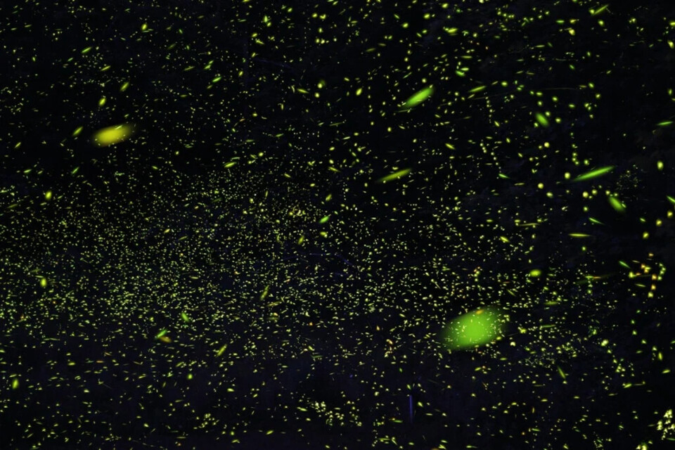 fireflies-smoky-mountain-events-1024x683.webp