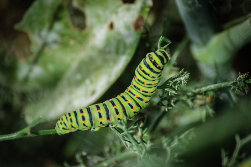 caudadeandorinha 2.jpg