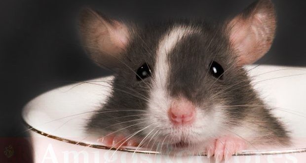 Camundongos-620x330.jpg