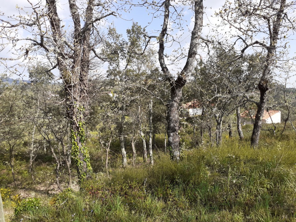 Carvalhal. Foto Original. 2021. 04. jpg