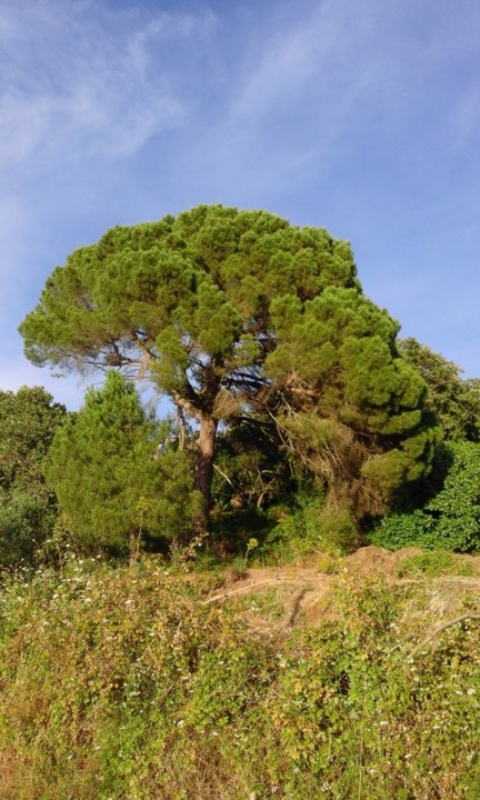 Pinheiro Manso. Foto original. 2020. 06.jpg