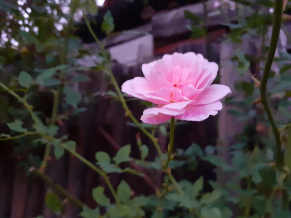 Rosa de Santa Teresinha. Foto original. 2021.09.18.jpg