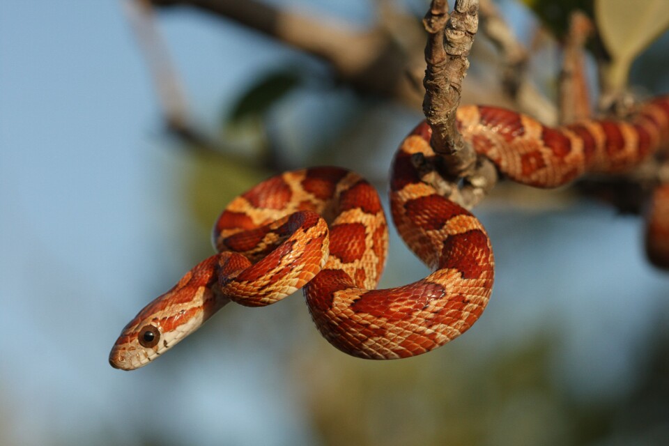 corn-snake-from-the-lower-florida-keys-530475947-5