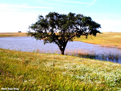 Alentejo 7 Mais Beja Blog.jpg