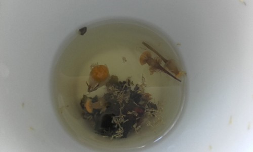 12489422_10208576518349277_8474709312300642826_o.j