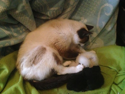 IMG-20180410-WA0009.jpg IMG-20180410-WA0009.jpg