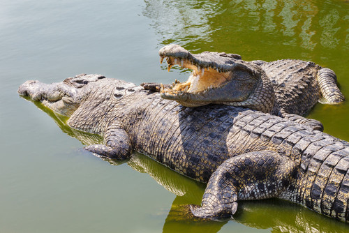 crocodilo.jpg