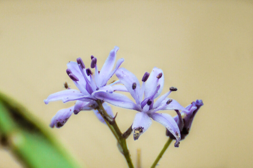 scilla monophyllos 4.jpg