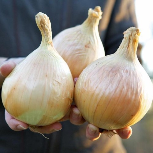 cebola ailsa craig.jpg