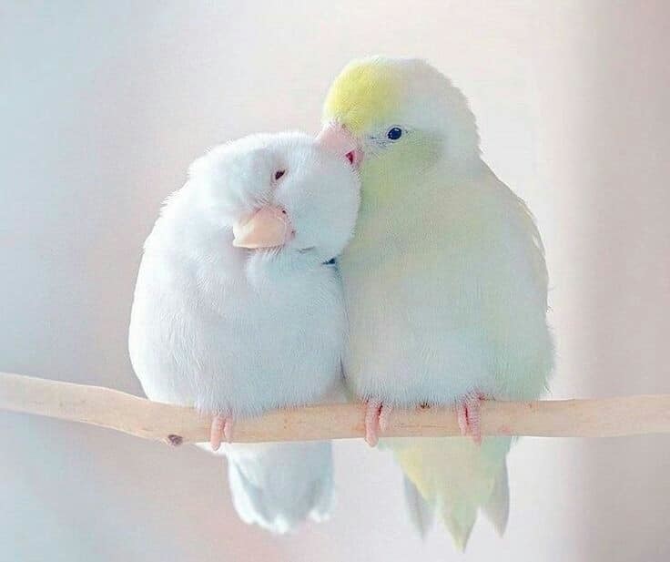 108205531_3023663404396178_2202092066321605875_n.j