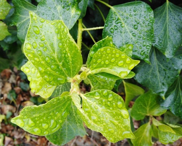 IMG_20210513_131732cópia.jpg IMG_20210513_131732cópia.jpg