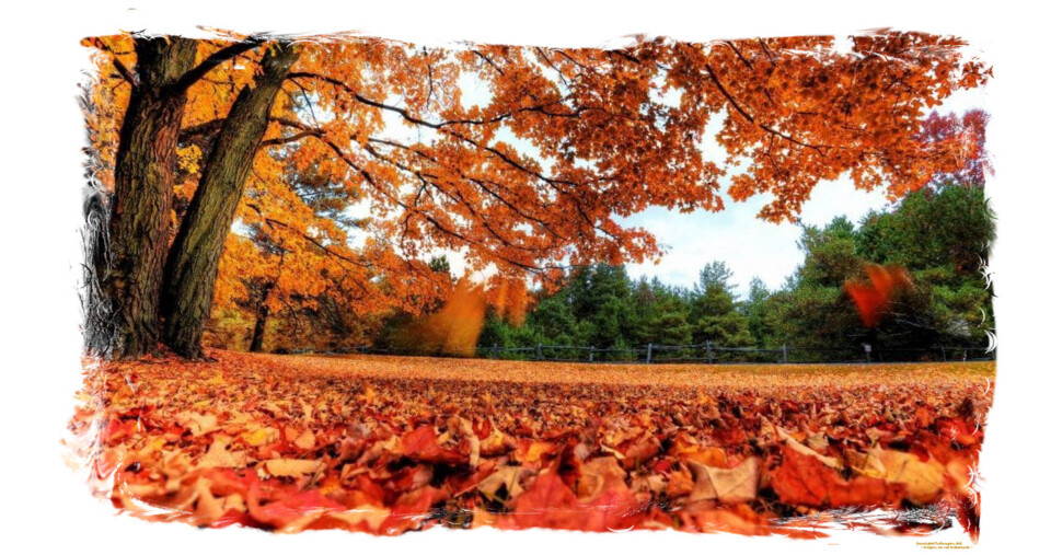 Outono de melancolia II.jpeg