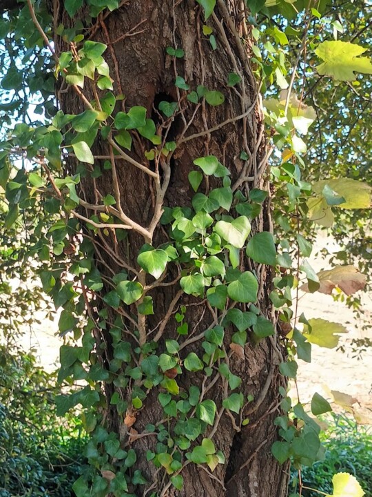 Não me canso disto mosteiro91.jpg