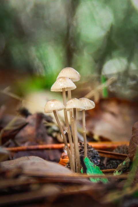 cogumelos montachique 1.jpg